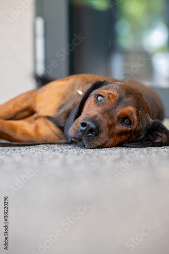 Junger Hund liegt entspannt auf dem Boden vor moderner Kulisse Jagdterrier 