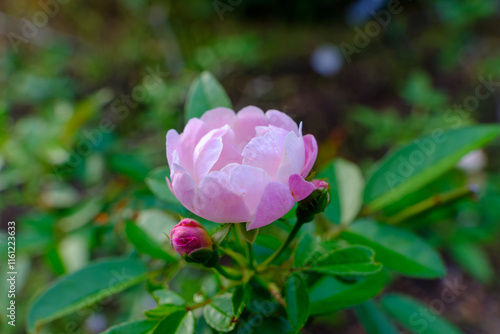 Wallpaper Mural 優美な淡いピンク色のバラ Torontodigital.ca