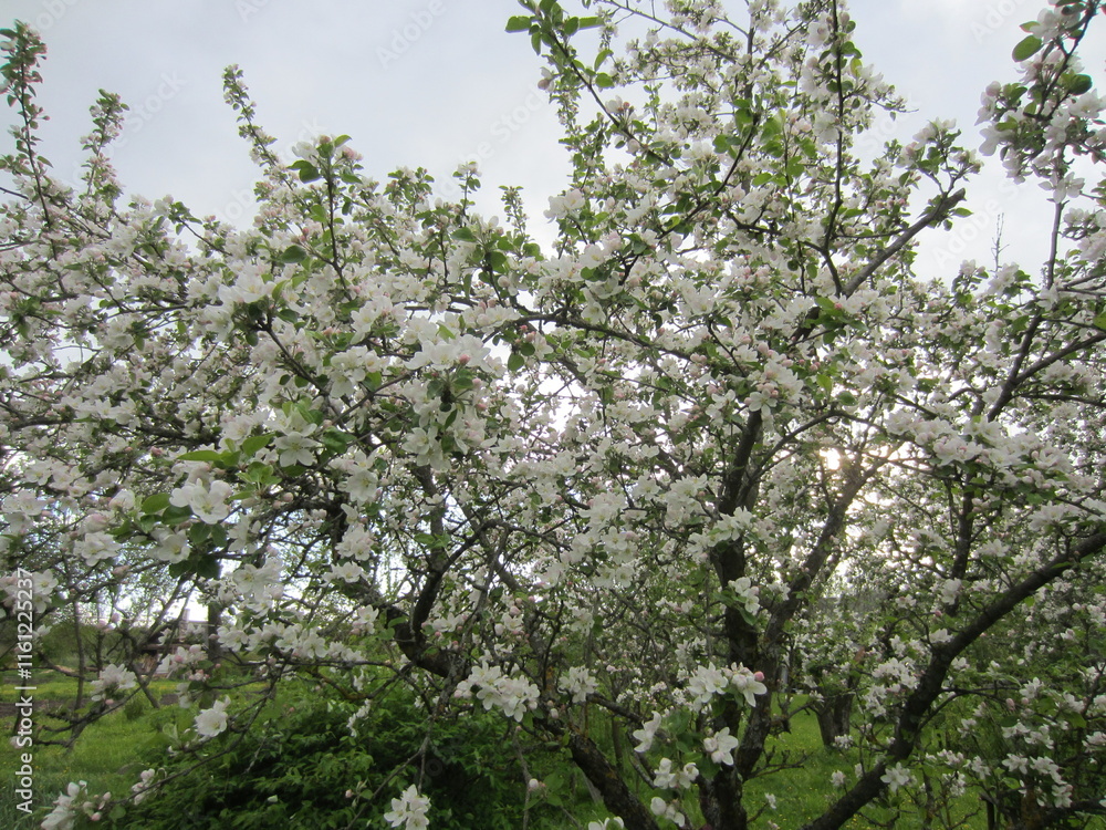 Beautiful flowers different colors in Belarus Beautiful flowers different colors in Belarus