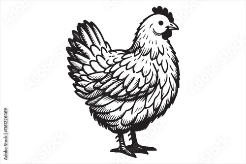 Chicken Illustration this is a editable file