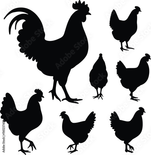 Set of chicken silhouettes collection on white background