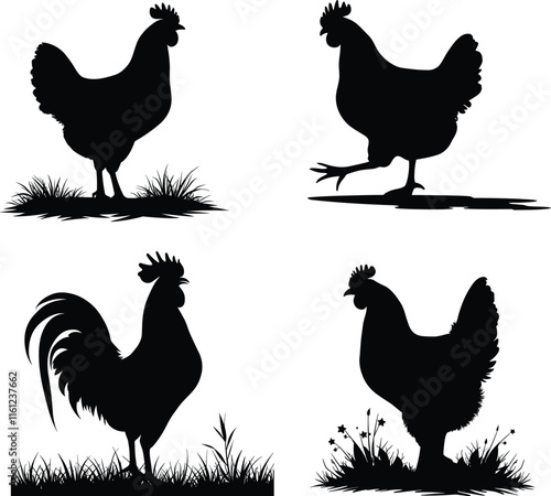 Set of chicken silhouettes collection on white background