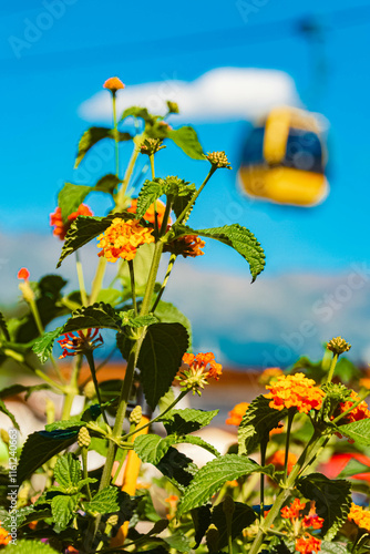 lantana, wayfaring tree, at Mount Schoenjoch, Fiss, Inntal valley, Samnaun, Landeck, Tyrol, Austria photo