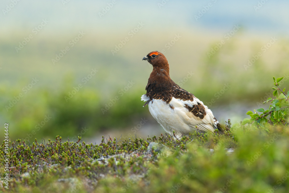 Obraz premium Beautiful male Willow ptarmigan standing on a fell on a summer morning and looking around in Urho Kekkonen National Park, Northern Finland