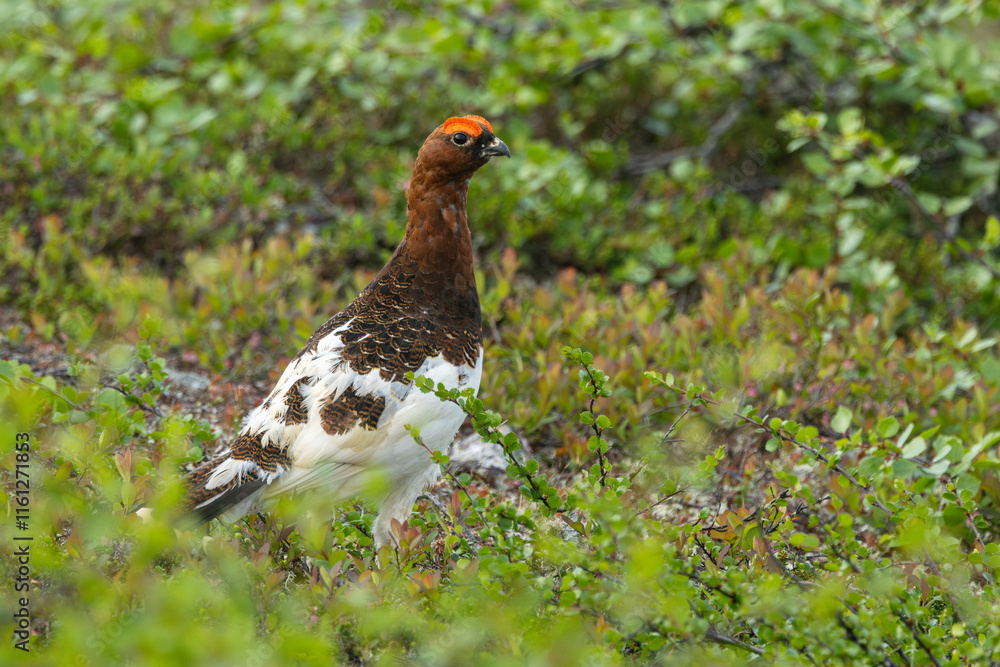 Male Willow ptarmigan standing still on lush shrubs on a summer day in Urho Kekkonen National Park, Northern Finland Male Willow ptarmigan standing still on lush shrubs on a summer day in Urho Kekkonen National Park, Northern Finland