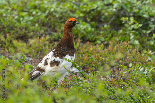 Male Willow ptarmigan standing still on lush shrubs on a summer day in Urho Kekkonen National Park, Northern Finland	 photo