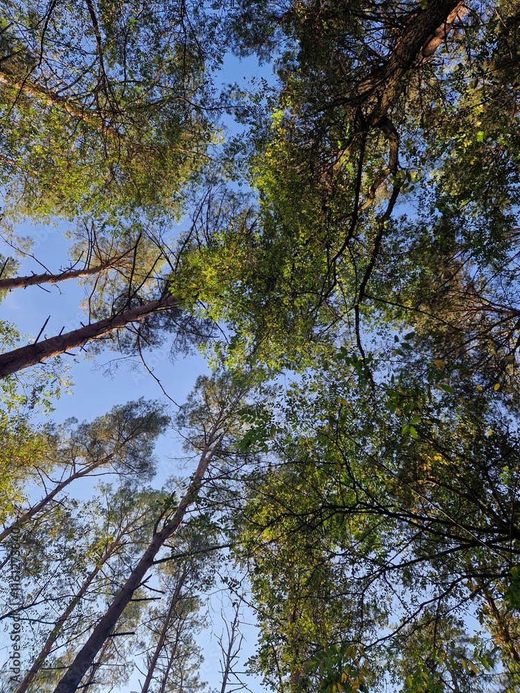 Fototapeta premium tree tops rise and a blue sky
