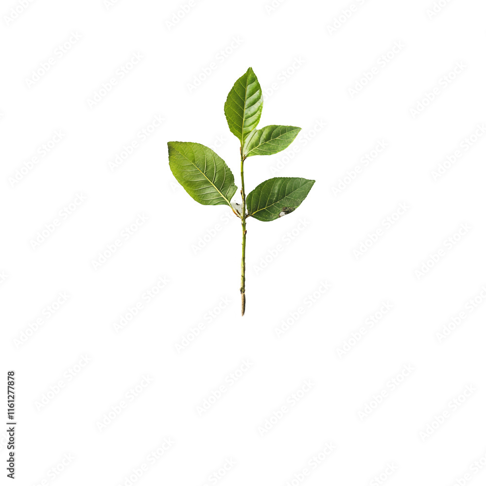 A Close-Up of a Young Plant Sprout with Vibrant Green Leaves Against a Black Background A Close-Up of a Young Plant Sprout with Vibrant Green Leaves Against a Black Background