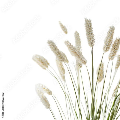 Elegant Bouquet of Creamy White Lagurus Ovatus, also known as Hare's Tail Grass, in a Dark Background photo