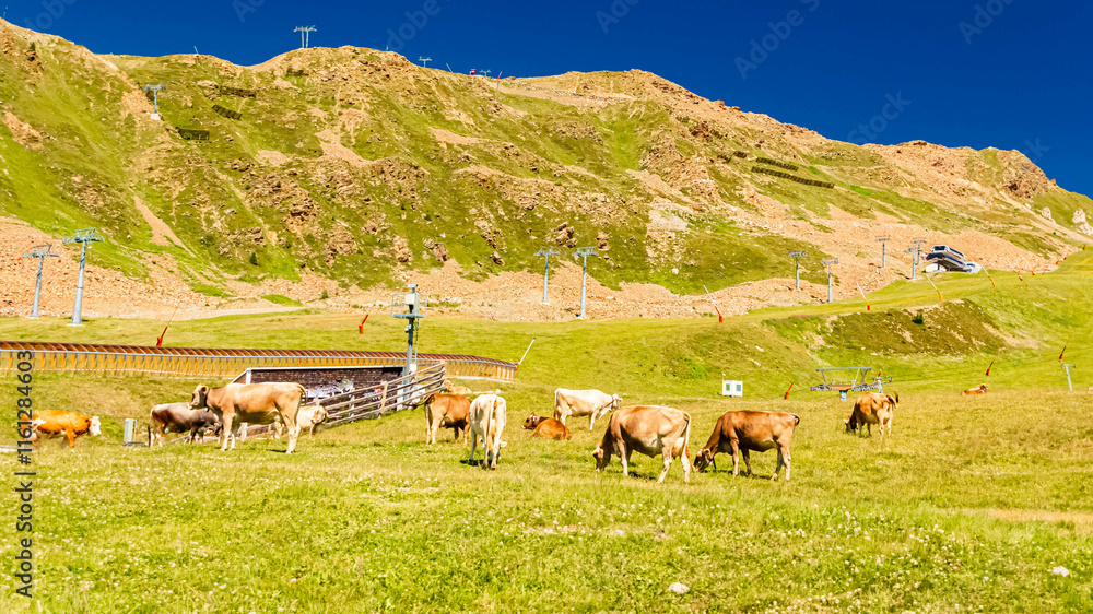 Alpine summer view with cows at Mount Flimjoch, Ischgl, Paznaun, Silvretta, Landeck, Tyrol, Austria