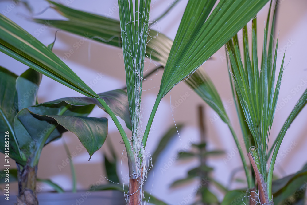 Obraz premium A close-up of the green leaves and trunk of an indoor palm plant