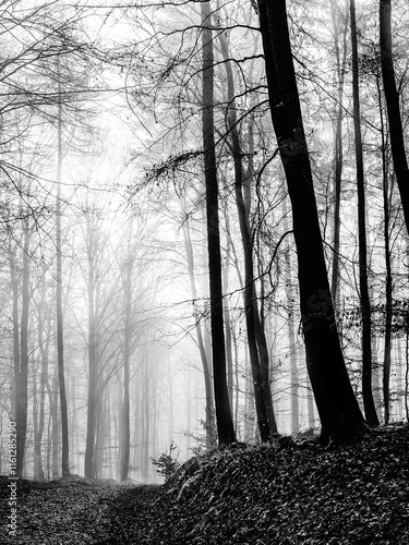 Nebel Hochwald mit Buchen, schwarz weiß  photo