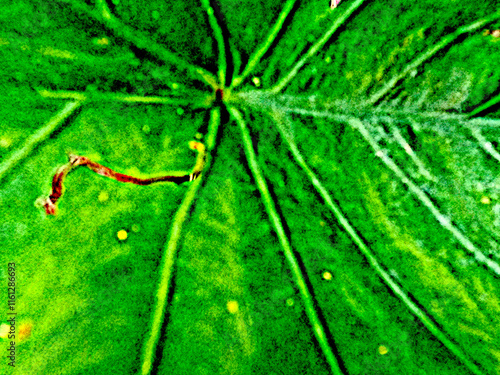 close up of a leaf. art made from a photograph of a leaf. illustration of a leaf made from a photograph. leaf background. photo