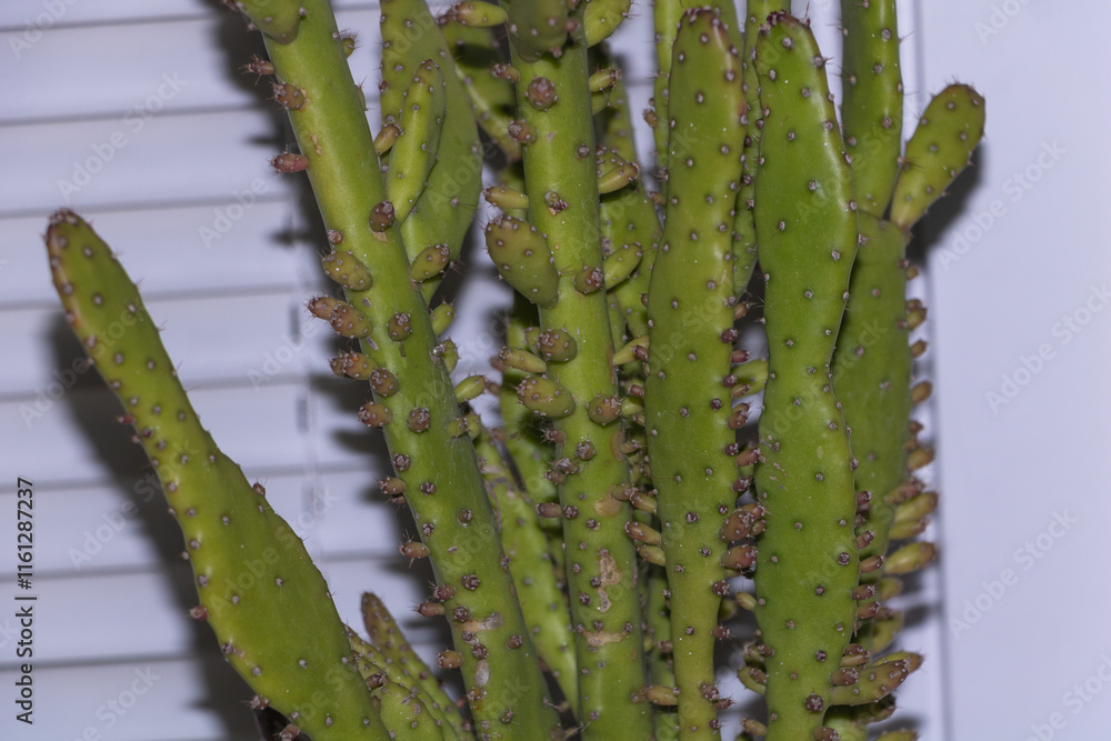Naklejka premium A close-up of the long, green cactus trunk with many small dark brown spots on it