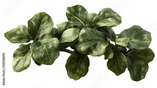 Green tree parrotia persica on transparent background, png plant, 3d render illustration. Ebonwood. Illustration photo