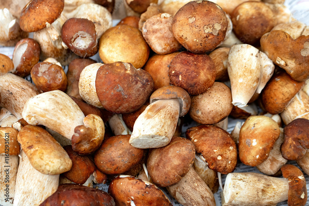 Colorful collection of wild mushrooms harvested from the forest floor in autumn