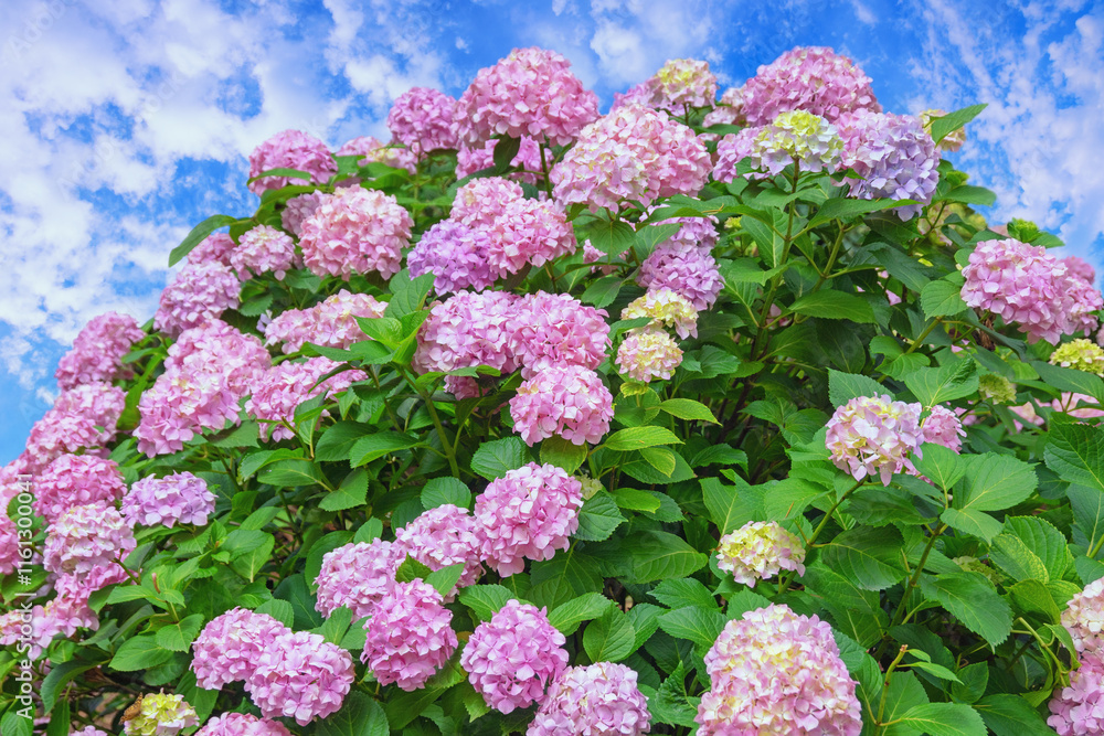 Beautiful flowers of Hydrangea macrophylla in garden against blue sky Beautiful flowers of Hydrangea macrophylla in garden against blue sky
