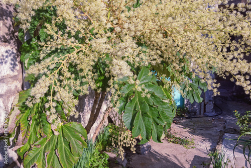 Leaves and flowers of Tetrapanax papyrifer,  rice-paper plant. Montenegro, December photo