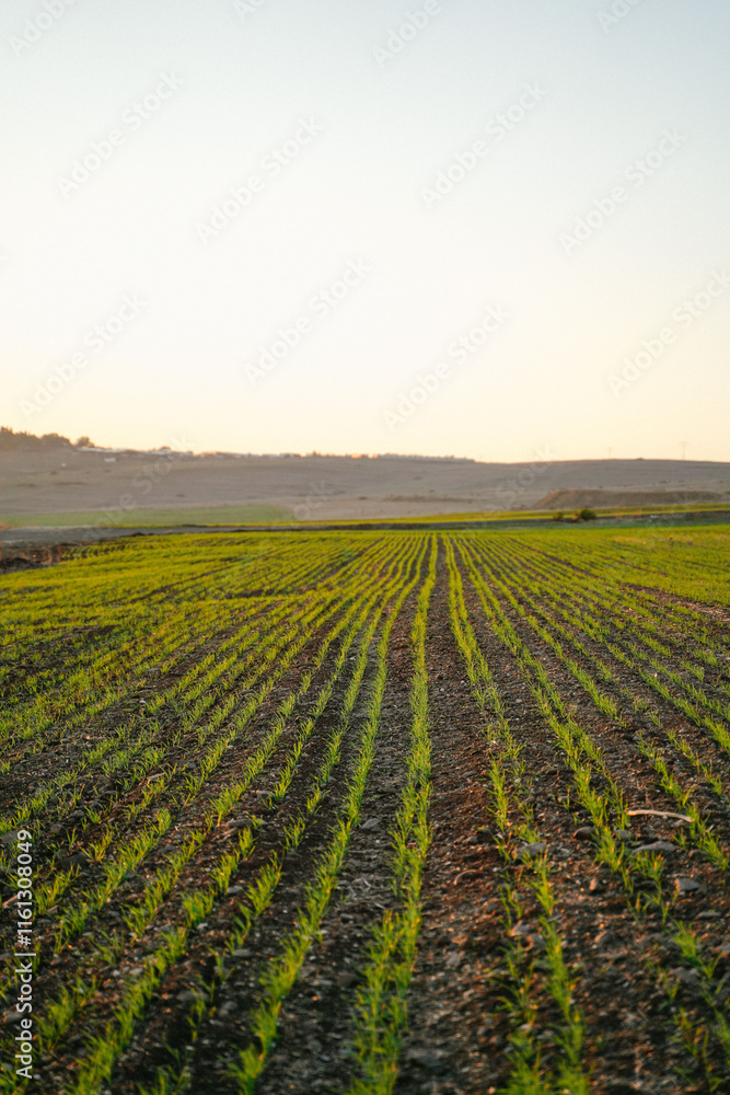 rows field of young crops with distinct indicating planting rows field of young crops with distinct indicating planting
