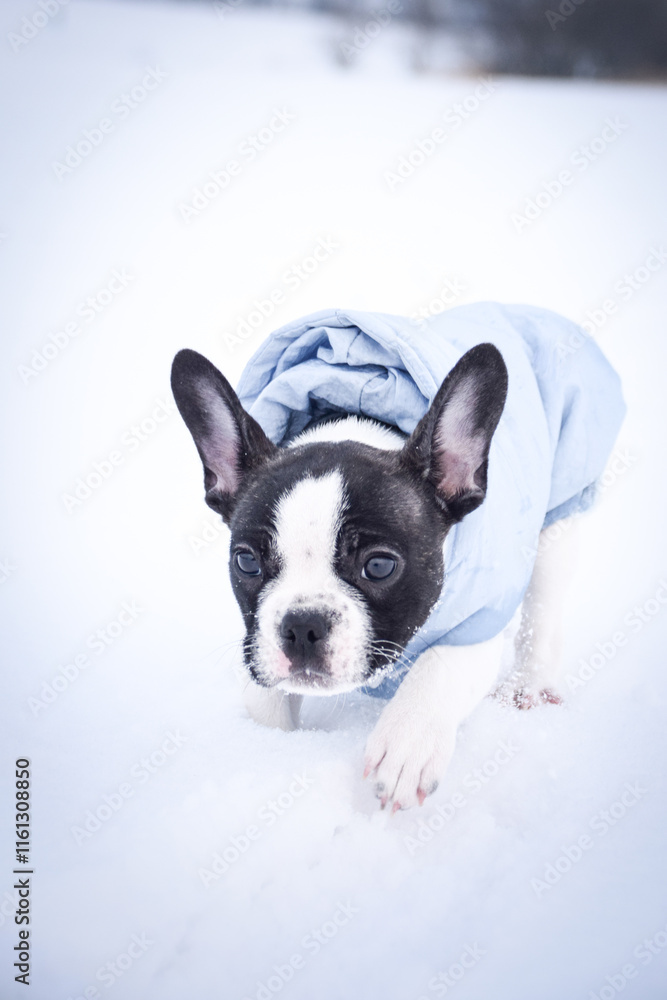 Small french bulldog is running in the snow. He has a coat Small french bulldog is running in the snow. He has a coat