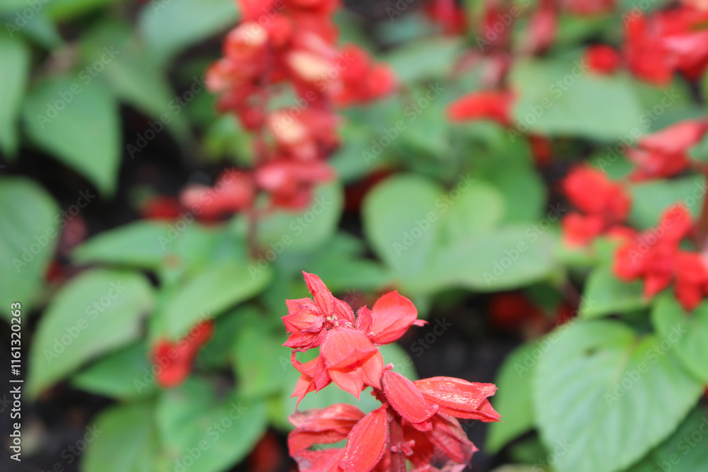 red flower in the garden. flower background. red flowers among green leaves. nature details. green and red in nature. red flower in the garden. flower background. red flowers among green leaves. nature details. green and red in nature.