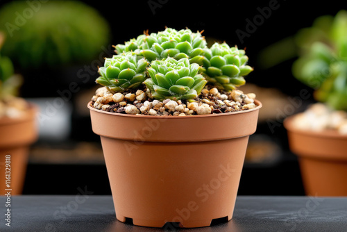 Cactus Background