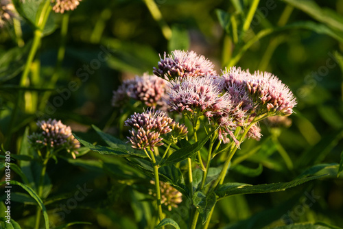 Closeup of flowering Hemp-agrimony in a wet habitat on a summer evening in Estonia, Northern Europe	 photo