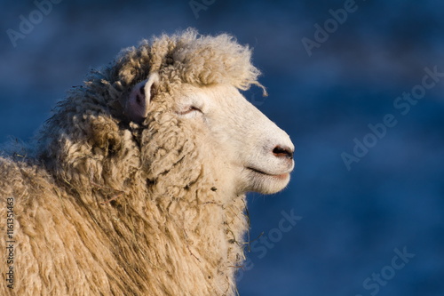 Domestic sheep close-up profile portrait. Sheep is enjoying the sun. Funny livestock animal photo. Funny hair. Copy space for placement of text. photo