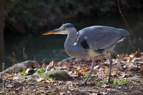 GARZA REAL (ARDEA CINEREA) photo