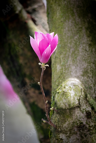 Pink Magnolia Flower on Small Branch