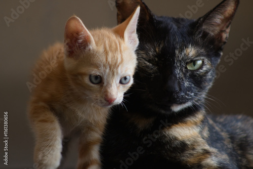 Adorable Ginger Kitten and Elegant Tortoiseshell Cat in Dramatic Lighting - Perfect for Pet Lovers and Animal Themes photo