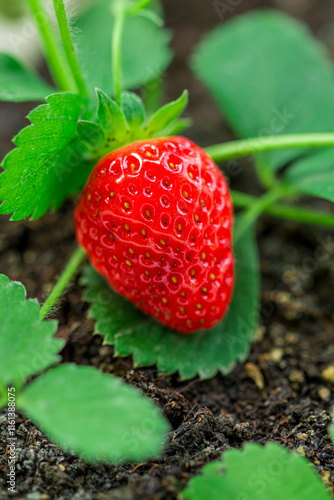 Ripe red strawberry on plant in garden. Strawberry fruit growth on plant.