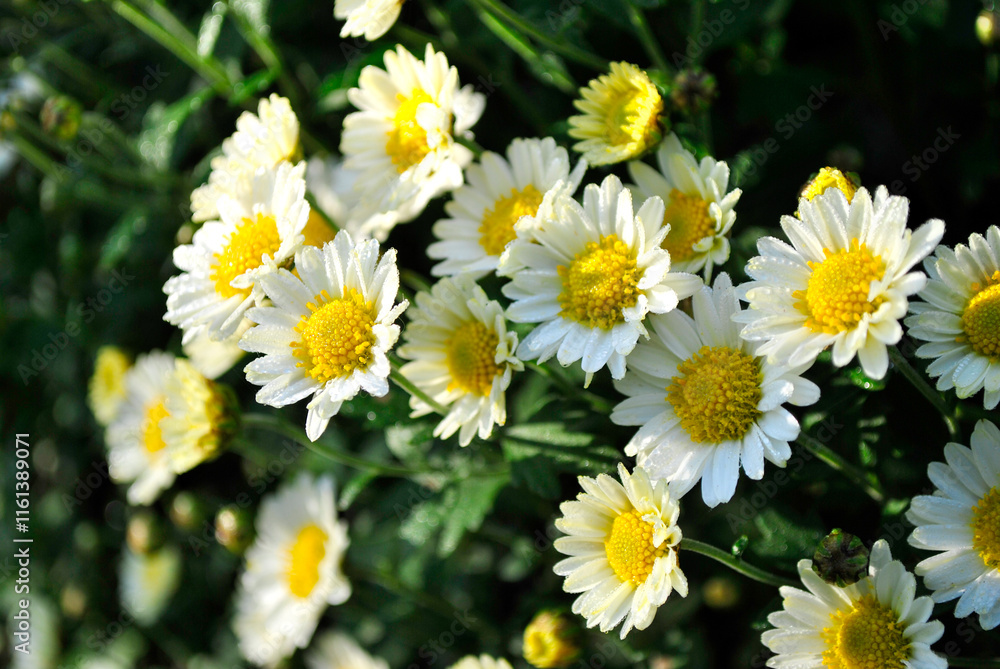 Fototapeta premium flowers in the garden
