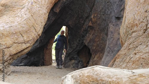 A hiker walks through a hollow opening in the trunk of a giant sequoia tree along the Trail of 100 Giants in Sequoia National Forest. The massive tree, with its naturally carved tunnel, showcases the 