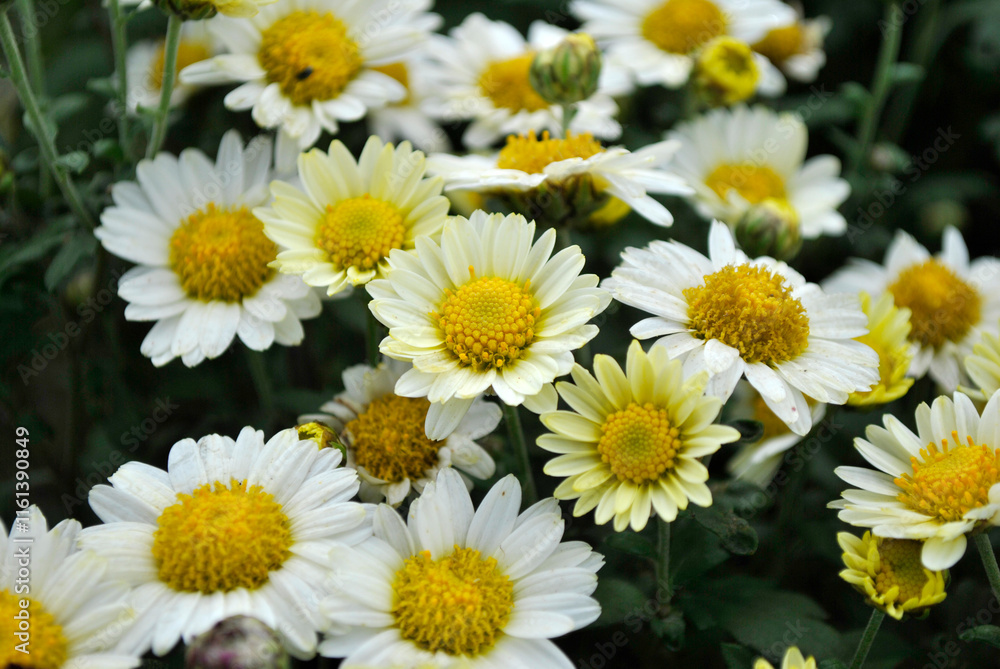 Fototapeta premium daisies in a garden