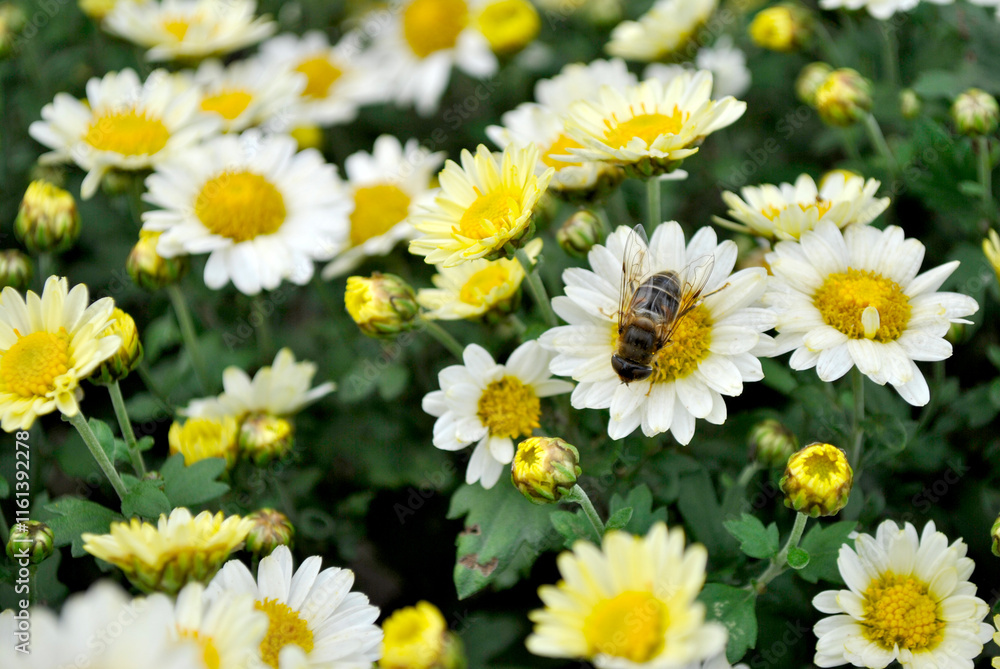Fototapeta premium daisies in a garden