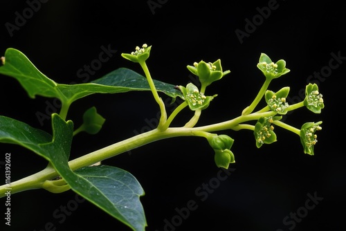 Common Ivy Delight: The Beauty and Medicinal Benefits of Hedera Helix in Botany and Flora photo