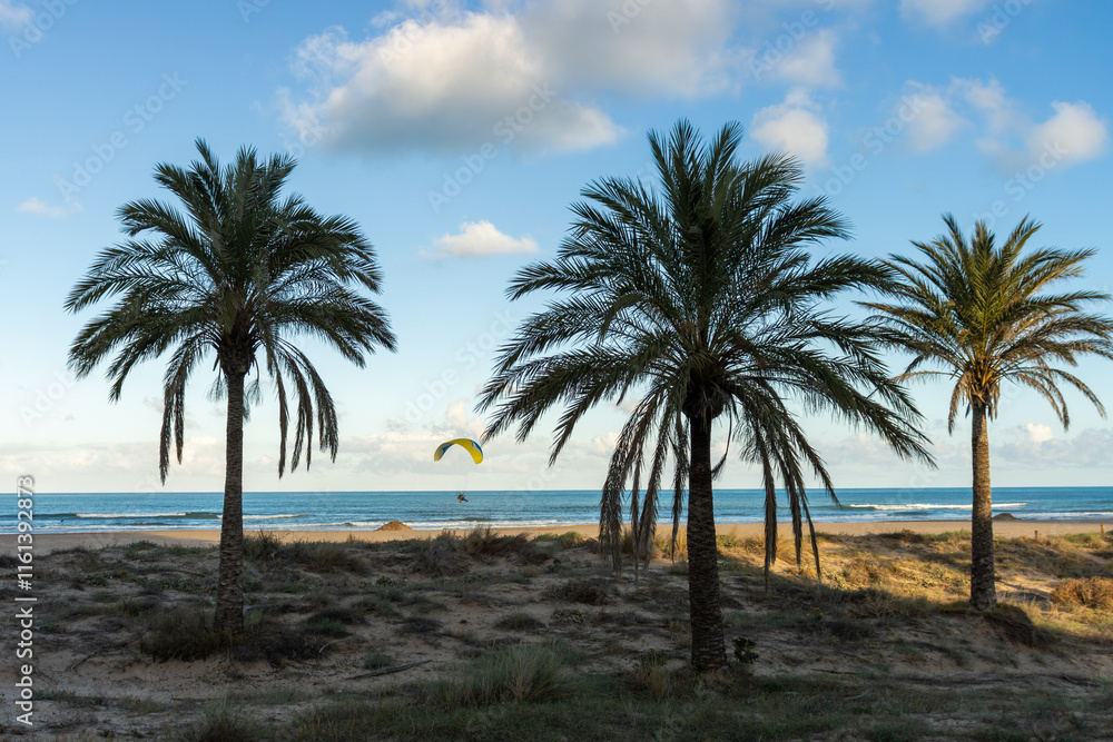 Palm Trees on a Sandy Beach with Paraglider Over the Sea Palm Trees on a Sandy Beach with Paraglider Over the Sea