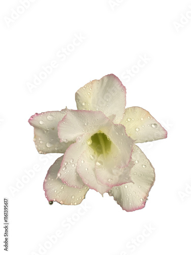 Fresh flowers with water drops