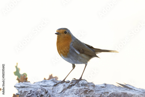 The European robin (Erithacus rubecula) little bird with a bright orangey face and breast. photo