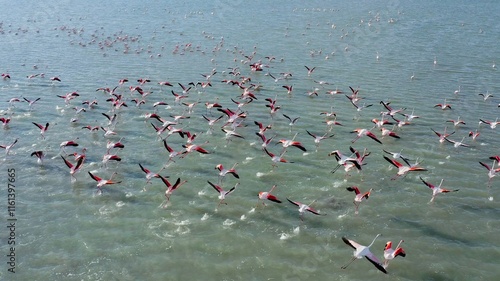 Aerial view of a flock of Pink Flamingos flying at sunset in the Santapola Salt Flats, over the sea water lagoons, Spain. photo