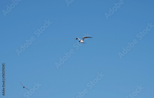 Common Tern Sea Swallow flying high in blue sky