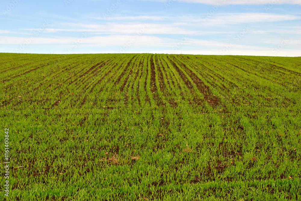 field of wheat field of wheat