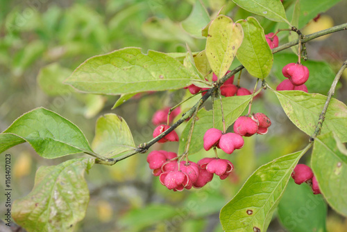 red berries on a branch