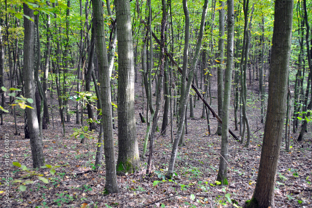 Naklejka premium forest in spring