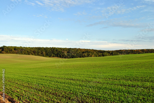 Obraz na płótnie field of wheat and sky w salonie