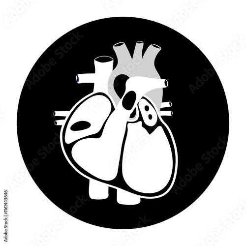Human Heart Anatomy artery aorta capillary vein