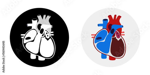 Human Heart Anatomy artery aorta capillary vein
