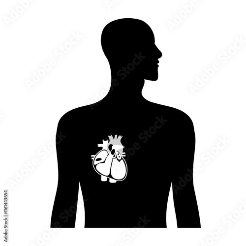 Human Heart Anatomy artery aorta capillary vein