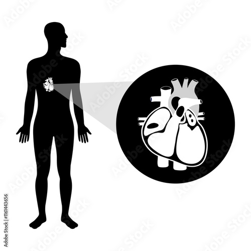 Human Heart Anatomy artery aorta capillary vein